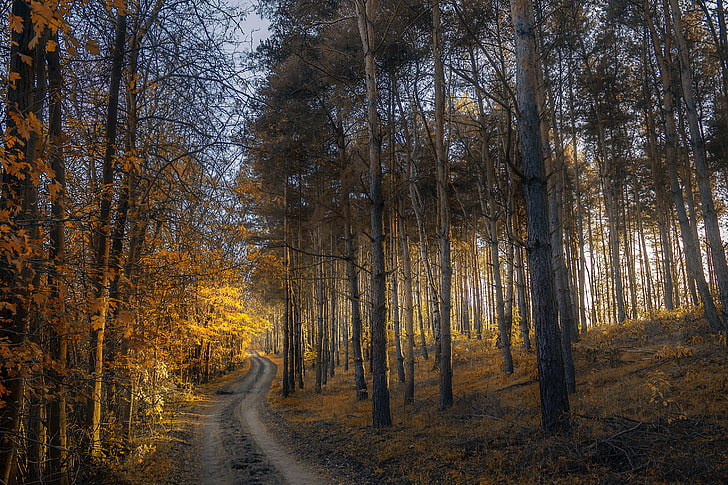 forest pathway, autumn, trail, grass, trees, nature, woodland