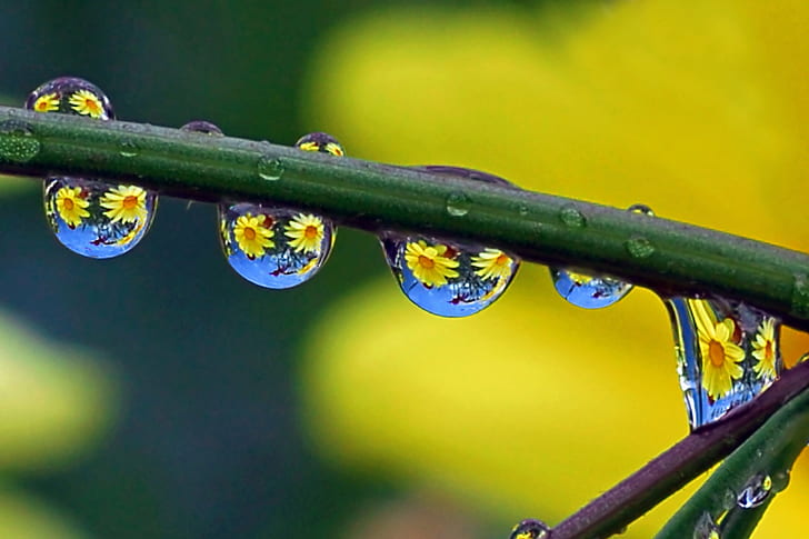 macro photography of water drops on green leaves, yellow, eyed