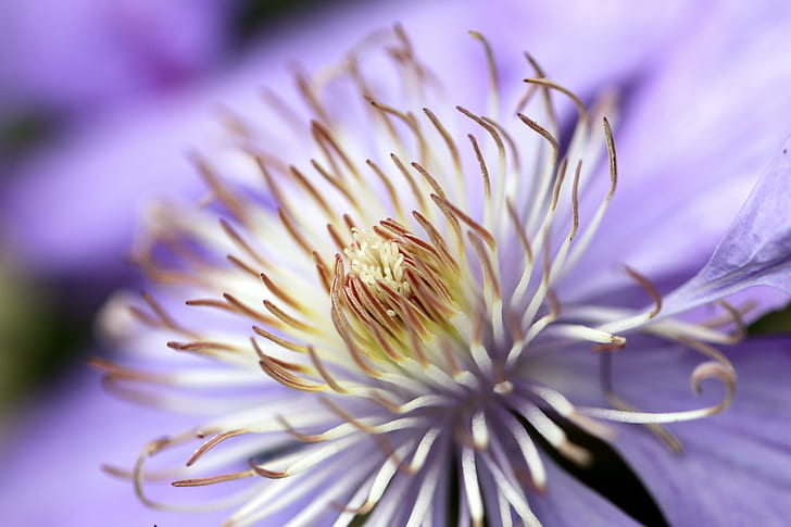 selective focus closeup photography of a purple chrysanthemum, HD wallpaper