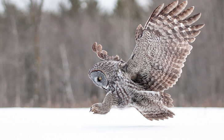 owl, birds, snow, animal, animal themes, animal wildlife, animals in the wild