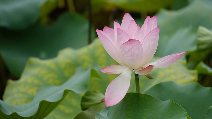 Summer pink lotus flower, green leaves