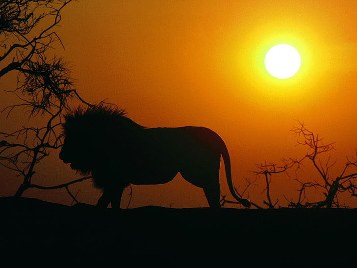 silhouette of man and woman painting, animals, lion, sunset, animal themes