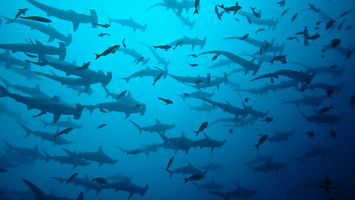 school of hammer head sharks, 5k, 4k, Cocos Island, Costa Rica, HD wallpaper