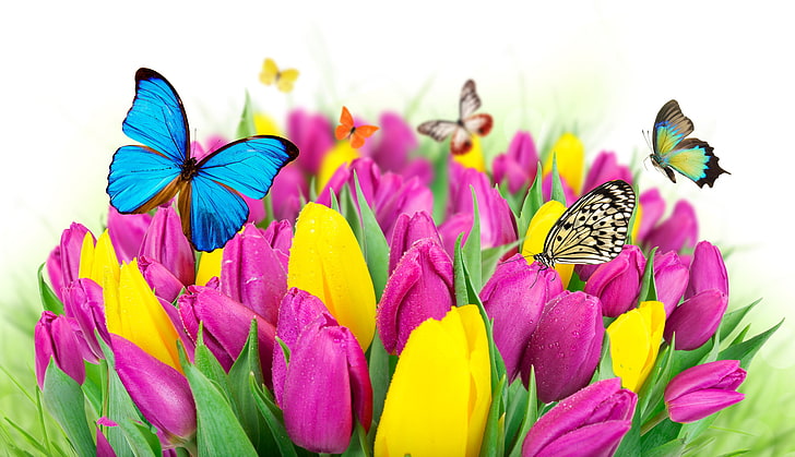 assorted-color butterflies and yellow and pink tulip flowers