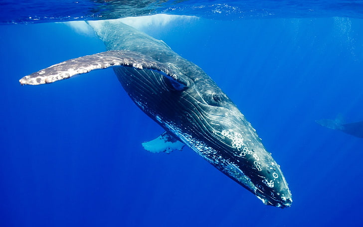 blue whale, nature, animals, wildlife, underwater, animal themes