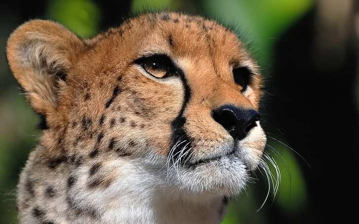 HD wallpaper: brown cheetah, face, eyes, predator, wildlife, animal, nature  | Wallpaper Flare
