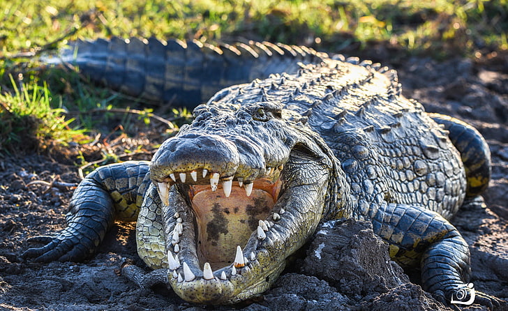 teeth, crocodiles, animals, reptile, animal themes, animal wildlife