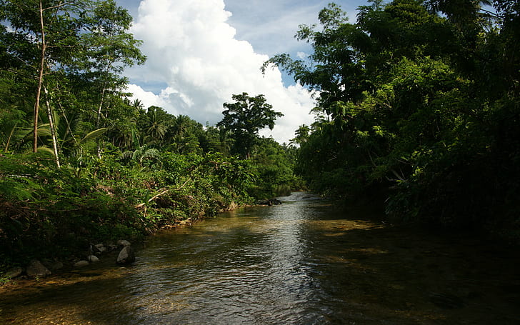 Jungle, Nature, Trees, Forest, Branches, River, Landscape
