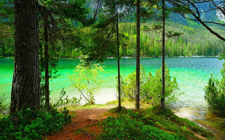 green leafed plants, nature, landscape, summer, lake, forest, HD wallpaper