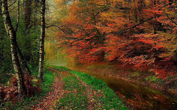 Autumn leaves, trees, forest, autumn, walk path, river
