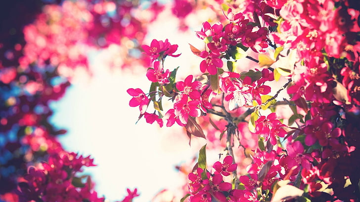 red flowers, trees, sky, filter, pink flowers, bokeh, nature