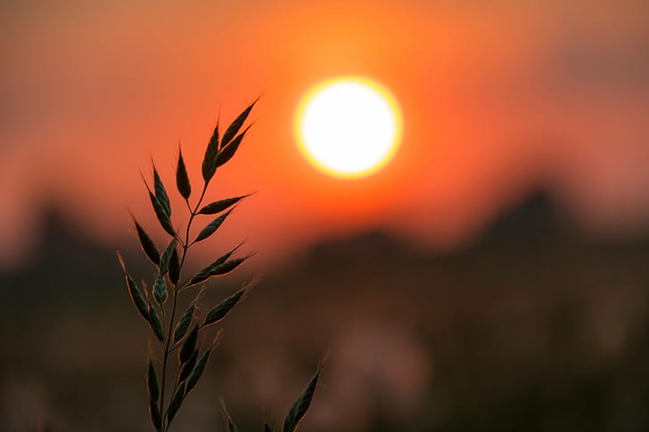 shallow focus photography of green leaved plant under orange sunset, HD wallpaper