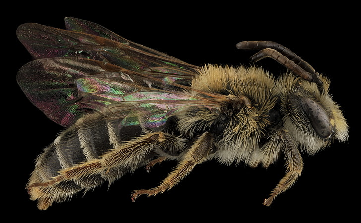 Andrena Cragini Bee Macro Photography, Aero, National, Park, Animal, HD wallpaper