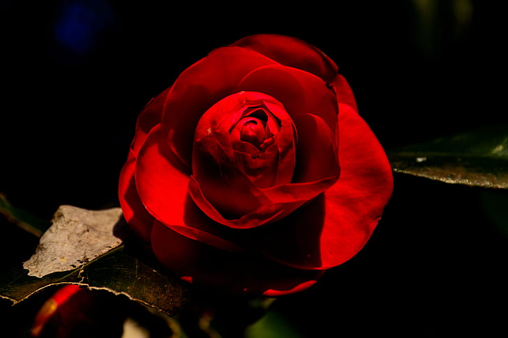 red rose, camellia japonica, camellia japonica, 椿, Spring, March