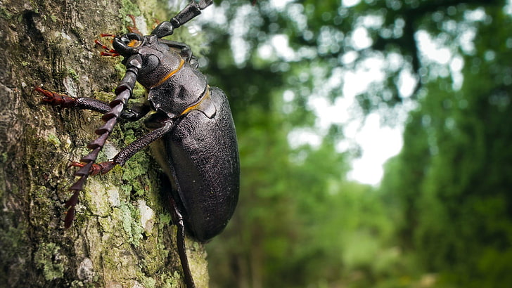 black longhorn beetle, insect, nature, macro, tree, plant, trunk, HD wallpaper