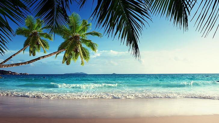 landscape, palm trees, sea, tropical, beach