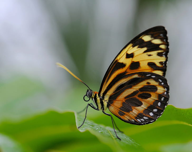 yellow and black butterfly on green leaf in close-up photography, HD wallpaper