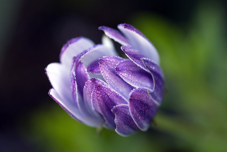 purple tulip flower, osteospermum, bud, close-up, nature, plant