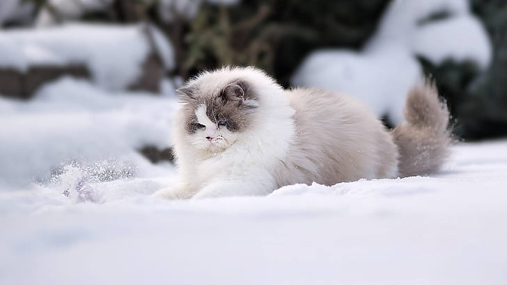 winter, cat, snow, fluffy, Ragdoll, HD wallpaper
