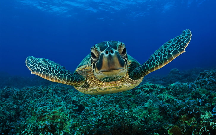 brown turtle, swim, shell, underwater, sea, nature, reef, animal, HD wallpaper