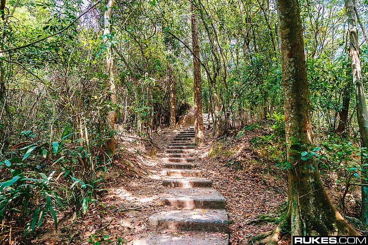 Rukes, photography, Hong Kong, forest, path, stairway, tree, HD wallpaper