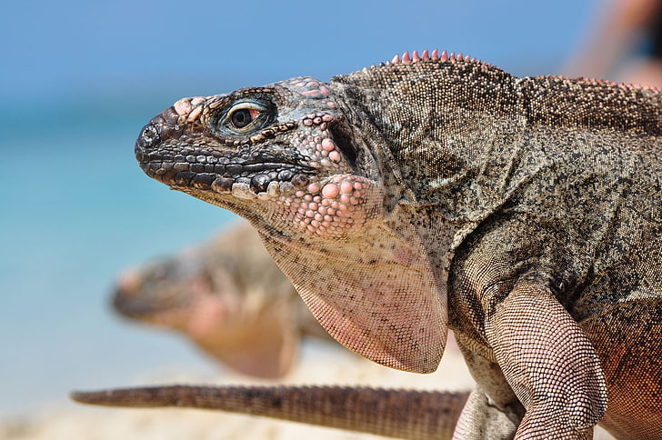 gray reptile, iguana, head, profile, animal, nature, wildlife