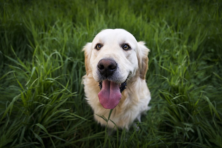 adult yellow Labrador retriever, dog, muzzle, pets, cute, grass
