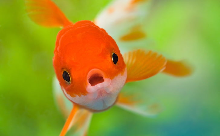 Oranda goldfish 1080P, 2K, 4K, 5K HD wallpapers free download | Wallpaper  Flare