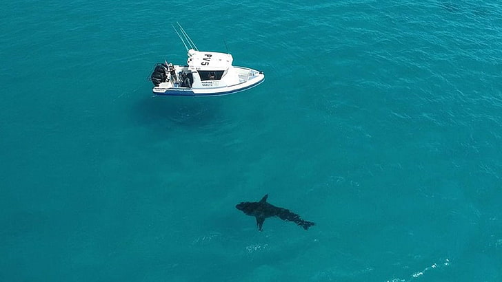 A monster great white shark was spotted lurking off a popular Australian beach