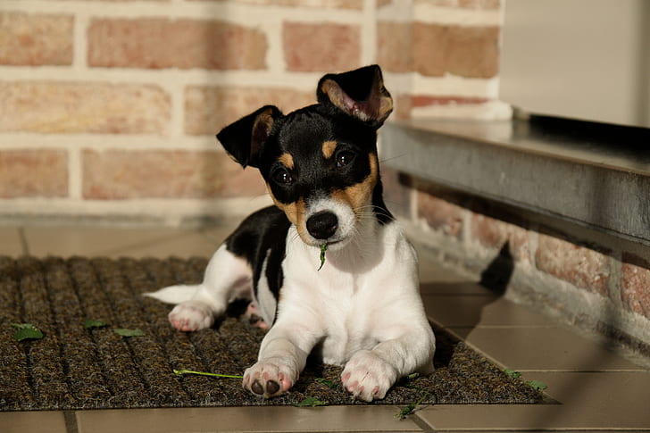 dog, Jack Russell Terrier, puppies, pets, domestic animals