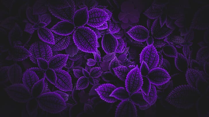 leaves, purple background, Desktopography, Photoshop, matte paint