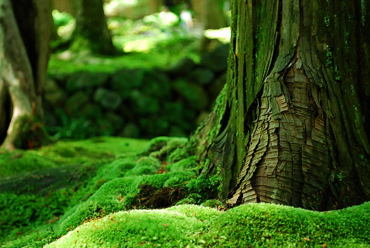 green tree, forest tree, moss, trees, bokeh, nature, depth of field