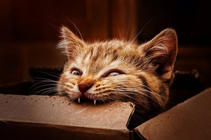 tabby cat biting chocolate, boxes, eating, mammal, animal themes, HD wallpaper