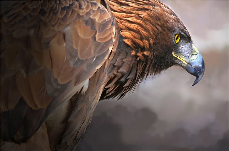 Golden Eagle bird, predator, beak, HD wallpaper