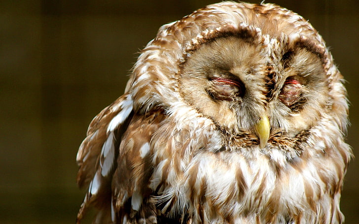 brown and white owl, face, sleep, predator, bird, animal, bird of Prey
