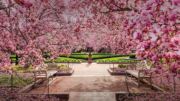 spring, bench, park, flower, pink, plant, blossom, national mall, HD wallpaper