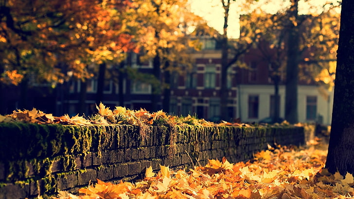 black concrete fence, fall, leaves, fallen leaves, city, bricks