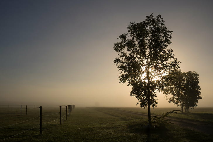 photography of trees during noontime, Misty, morning, HFF, Söderslätt, HD wallpaper