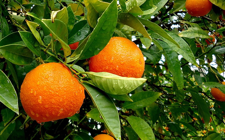 orange citrus fruit, orange (fruit), leaves, plants, water drops