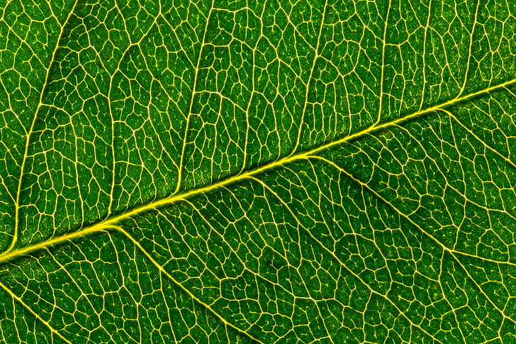 macro shot photography of leaf, Sigma, 105 mm, Makro, Blatt, Mondays