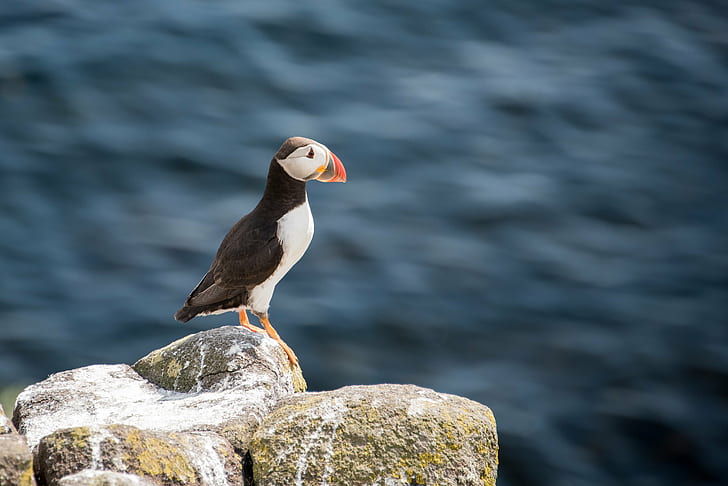 Atlantic Puffin perching on rock, puffin, bird, sea, nature, wildlife
