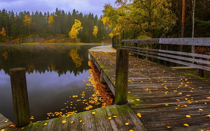 brown wooden lake dock, brown and gray wooden pier beside body of water surrounded by yellow leaf tree