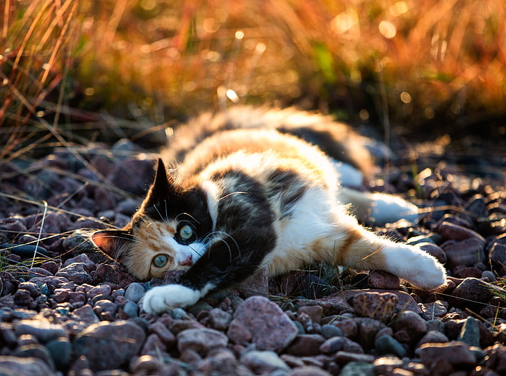 Cute Calico Kitten, orange and black cat, Animals, Pets, Sweden, HD wallpaper
