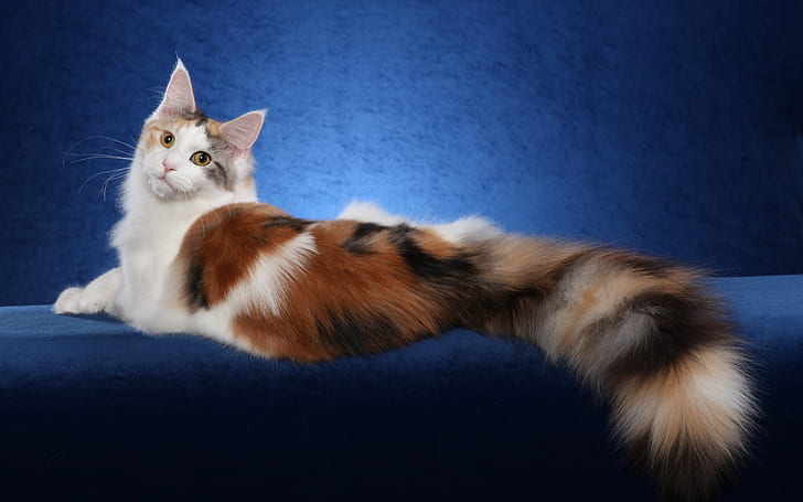 Maine Coon cat, white brown, blue background