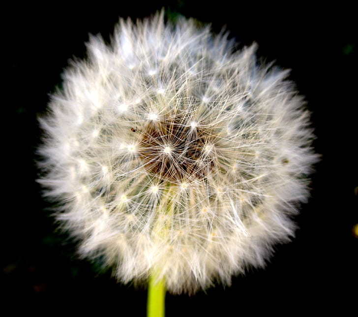 selective focus photography of Dandelion flower, dandelion, white