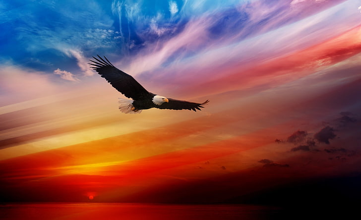Independence Day USA, brown bald eagle flying wallpaper, Holidays