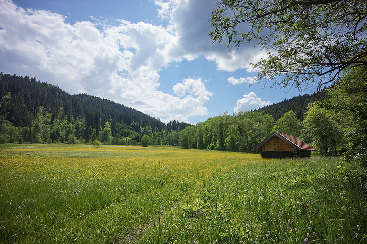 Germany, Bavaria, Werdenfels, green grass field, summer meadow