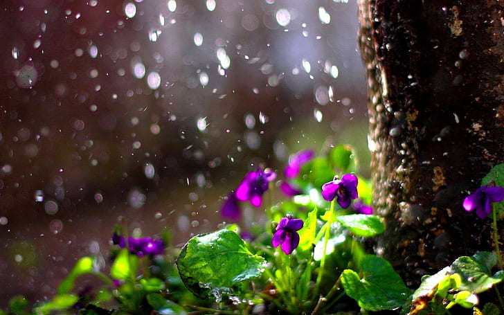 Rain Drops Flower Spring Mood Bokeh Picture Gallery, purple violets, HD wallpaper