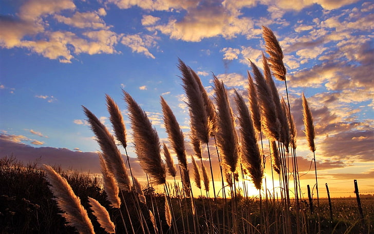 Earth, Plant, Pampas Grass, Sunset