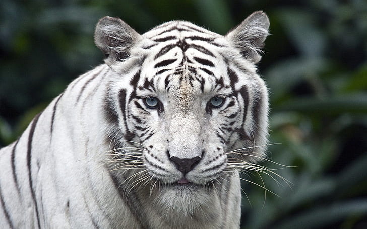 Meow, tiger, white tiger, HD wallpaper